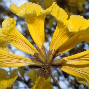 Trees of Santa Barbara Talk - Tabebuia chrysotricha
