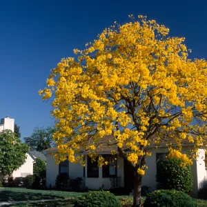 Trees of Santa Barbara Talk - Tabebuia chrysotricha