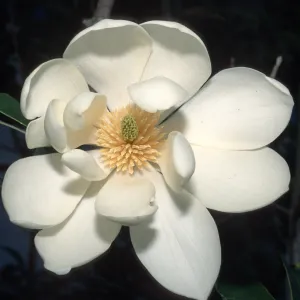 Trees of Santa Barbara Talk - Michelia doltsopa