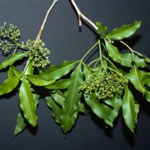 Trees of Santa Barbara Talk - Vepris undulata