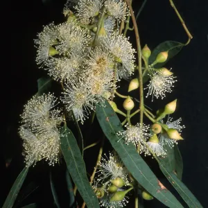 Trees of Santa Barbara Talk - Eucalyptus punctata