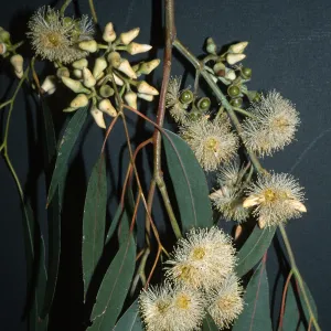 Trees of Santa Barbara Talk - Eucalyptus tereticornis