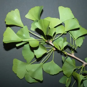 Trees of Santa Barbara Talk - Ginkgo biloba
