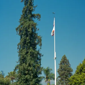 Trees of Santa Barbara Talk - Sequoia sempervirens (Coast Redwood)