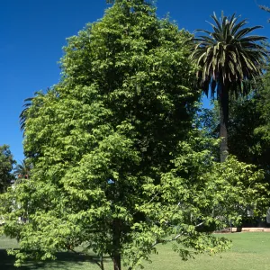 Trees of Santa Barbara Talk - Metasequoia glyptostroboides 