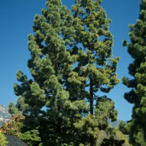 Trees of Santa Barbara Talk - Pinus canariensis
