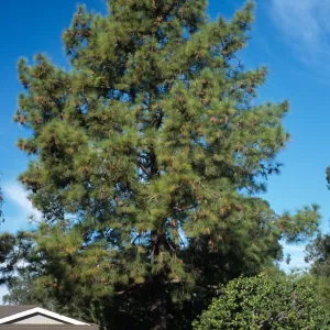 Trees of Santa Barbara Talk - Pinus roxburghii