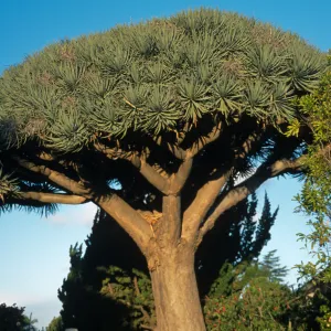 Trees of Santa Barbara Talk - Dracaena draco