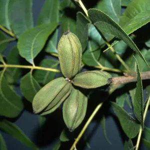 Trees of Santa Barbara Talk - Carya illinoensis