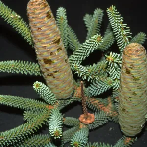 Trees of Santa Barbara Talk - Abies pinsapo
