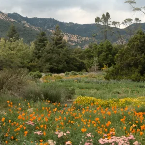 Meadow