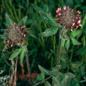 Trifolium albopurpureum, Santa Cruz Island, Peak 777