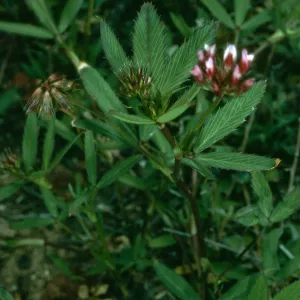 Trifolium palmeri, San Clemente Island, Eel Point Grp015
