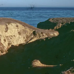 Santa Rosa Island