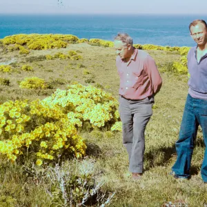 East Anacapa Coreopsis