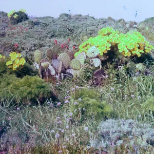 East Anacapa Island Wildflower Group (Prickly-pear)