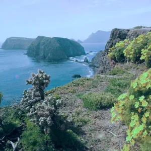 East Anacapa Island, South Coast, Coreopsis, Jumping Cactus