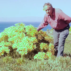 East Anacapa Island Coreopsis
