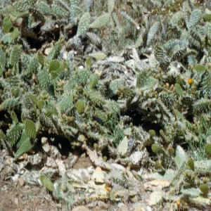 Cochincal on cactus (Prickly-pear), Coches Prietos Canyon, Santa Cruz Island