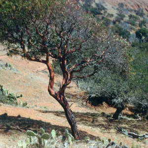 Manzanita, Coches Prietos, Santa Cruz Island