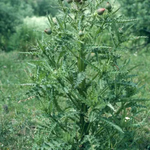 Los Alamos Price Ranch, Cirsium sp.