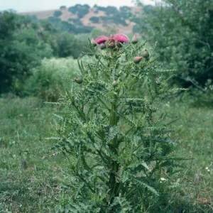 Los Alamos Price Ranch, Cirsium sp.