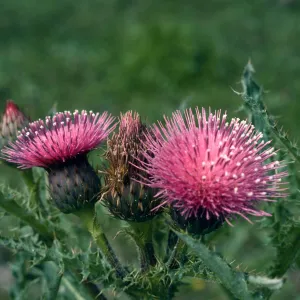 Los Alamos Price Ranch, Cirsium sp.