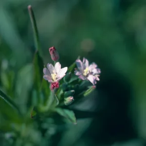 Los Alamos Price Ranch