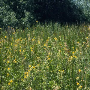 Los Alamos Price Ranch