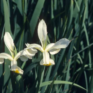 Los Alamos Marsh, Iris orientalis
