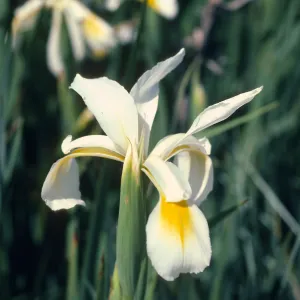 Los Alamos Marsh, Iris orientalis
