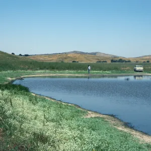 Los Alamos Marsh, Pond