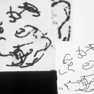 Lilium Croft full spiralization