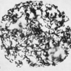 Lilium Croft mid spiralization