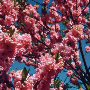 UCI campus, trees in bloom