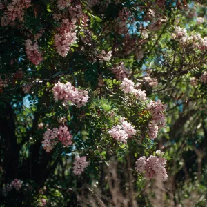 Rd138,Flowering Trees