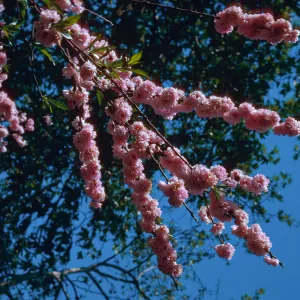 UCI campus, tree in bloom