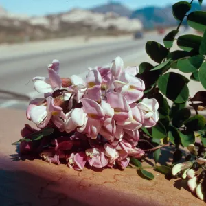 Rd138,Flowering Trees