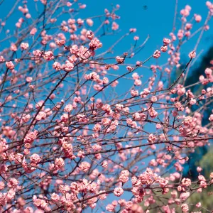 Victoria Ave. near Colton, tree in bloom