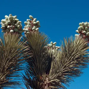 past Pinon Hills, Joshua (in seed) 