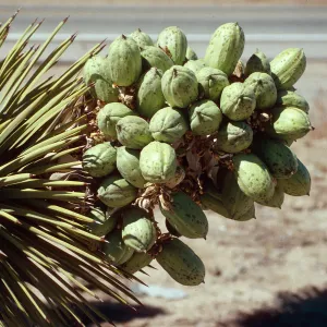 past Pinon Hills, Joshua (in seed) 