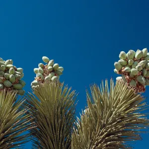 past Pinon Hills, Joshua Tree in seed, Yucca brevifolia