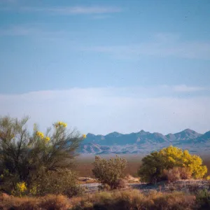 Rd. 95 near Vidal, Palo Verde bloom