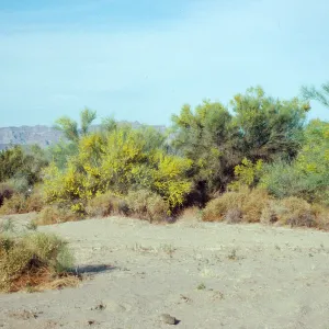 Before Vidal, Palo Verde blooms