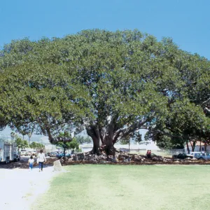 CA, Santa Barbara, Tree tops: Largest tree