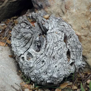 CA, Santa Barbara, Trees: Trunks and bark-Botanic Garden tree trunk design