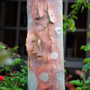 CA, Santa Barbara, Trees: Trunks and bark- Eucalyptus bark colors