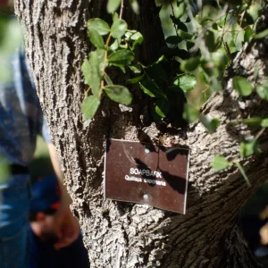 CA, Goleta, Trees: Trunks and bark- Lemon Fair, Soap Bark Tree, Stow House