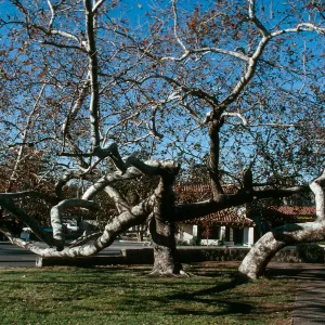 CA, San Juan Capistrano, Trees: Trunks and bark-Education Center, Tree