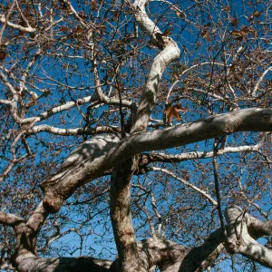 CA, San Juan Capistrano, Trees: Trunks and bark-Education Center, tree detail